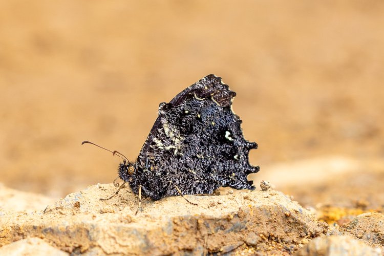 Steroma bega andensis by Rene Montero