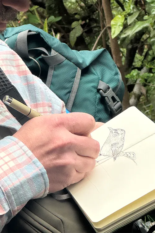 Sketching drawing Birds Jaguarundi Travel Colombia Nature Tour